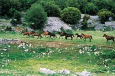 Άγρια άλογα