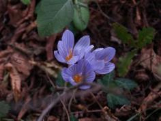 Crocus Veluchensis